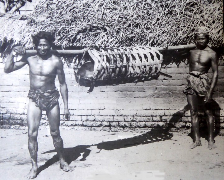 Mengangkut babi pada zaman dulu, sekitar 1920an atau 1930anMengangkut babi pada zaman dulu, sekitar 1920an atau 1930an
